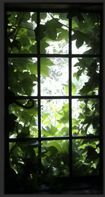 green window